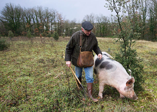 트러플 채취를 위해 돼지의 후각 능력을 빌리는 인간