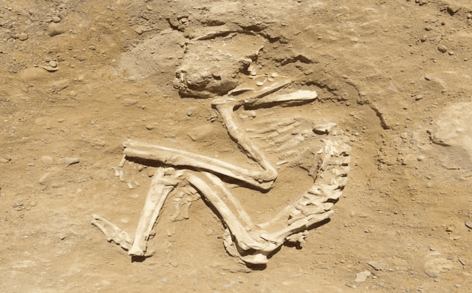 히에라콘폴리스의 고대 이집트 묘지에서 발견된 개코원숭이의 유적