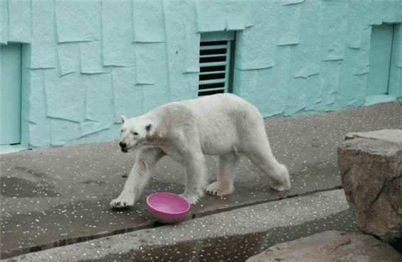 북극곰 통키의 생전 모습